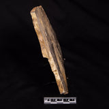 LINELLA AVIS STROMATOLITE, Neoproterozoic, Australia ZLA076