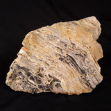 LINELLA AVIS STROMATOLITE, Neoproterozoic, Australia ZLA077