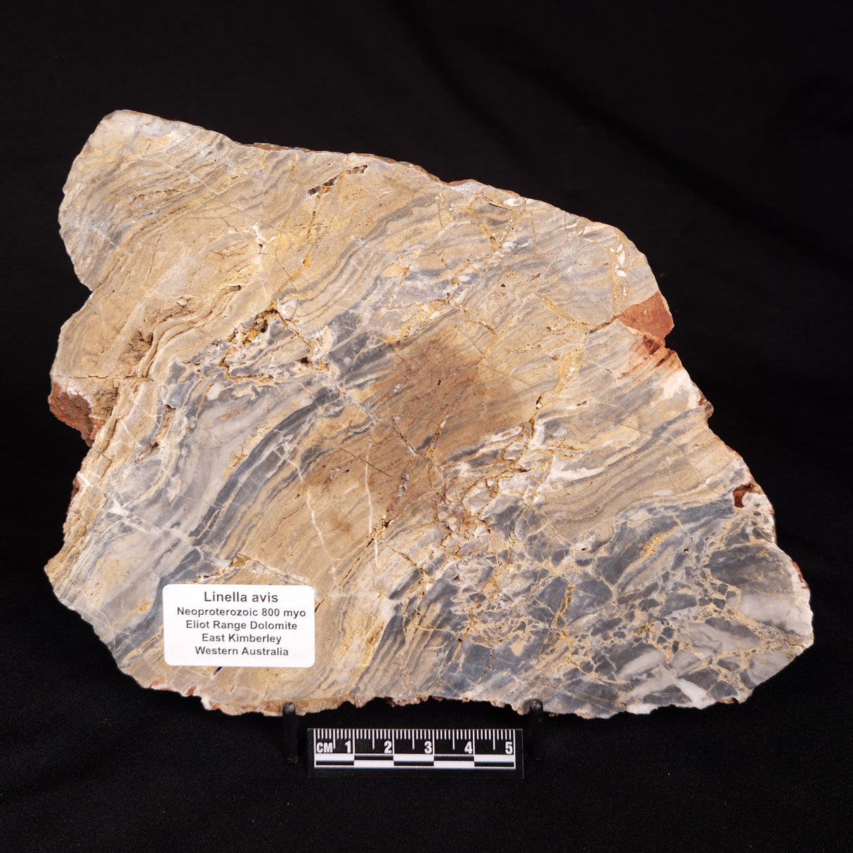 LINELLA AVIS STROMATOLITE, Neoproterozoic, Australia ZLA077