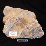 LINELLA AVIS STROMATOLITE, Neoproterozoic, Australia ZLA077