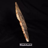LINELLA AVIS STROMATOLITE, Neoproterozoic, Australia ZLA077