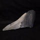 Marine Fossils