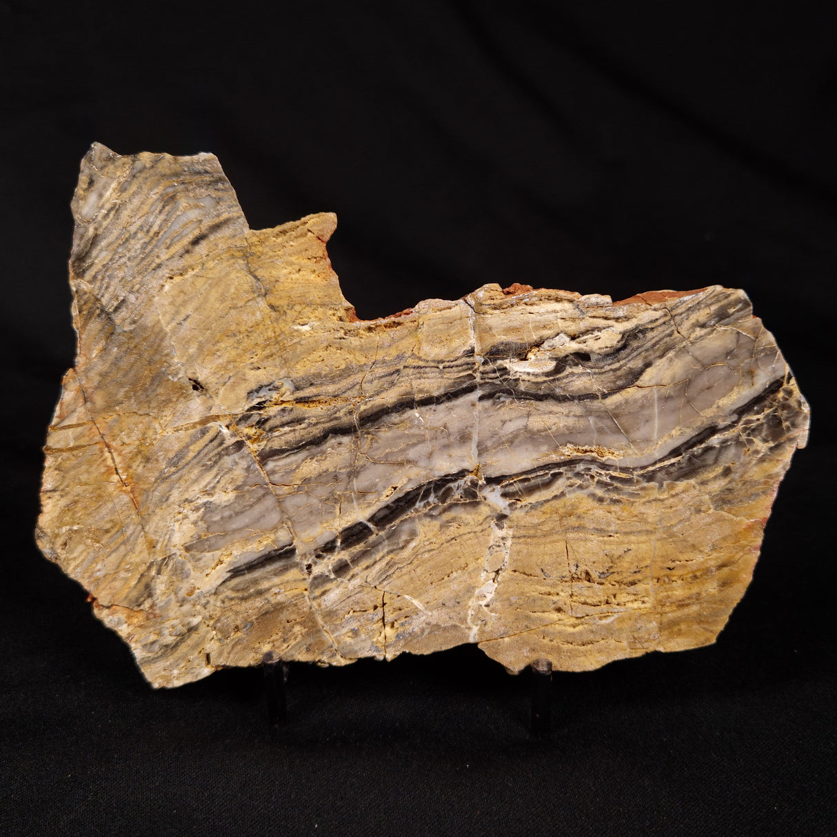 LINELLA AVIS STROMATOLITE, Neoproterozoic, Australia ZLA068