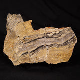 LINELLA AVIS STROMATOLITE, Neoproterozoic, Australia ZLA068