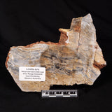 LINELLA AVIS STROMATOLITE, Neoproterozoic, Australia ZLA068