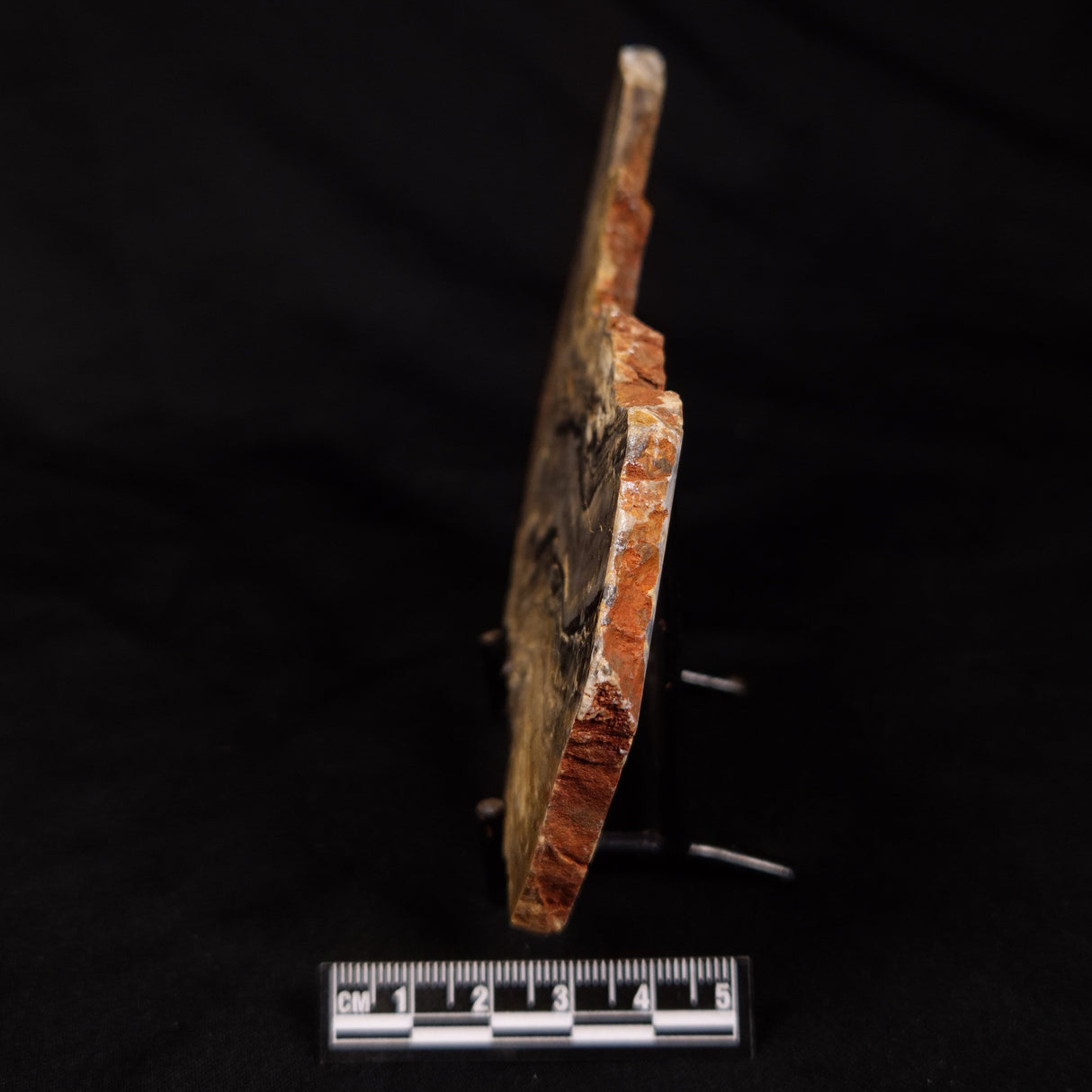 LINELLA AVIS STROMATOLITE, Neoproterozoic, Australia ZLA068