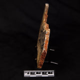 LINELLA AVIS STROMATOLITE, Neoproterozoic, Australia ZLA068