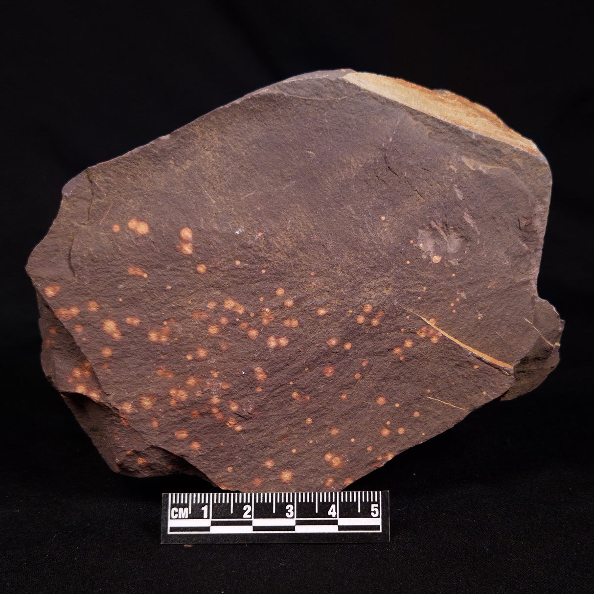 ASTRONOMITE, Australia XAS003