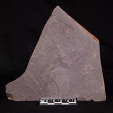 ASTRONOMITE, Australia XAS005