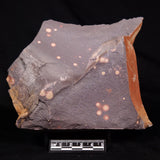 ASTRONOMITE, Australia XAS006
