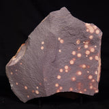 ASTRONOMITE, Australia XAS007