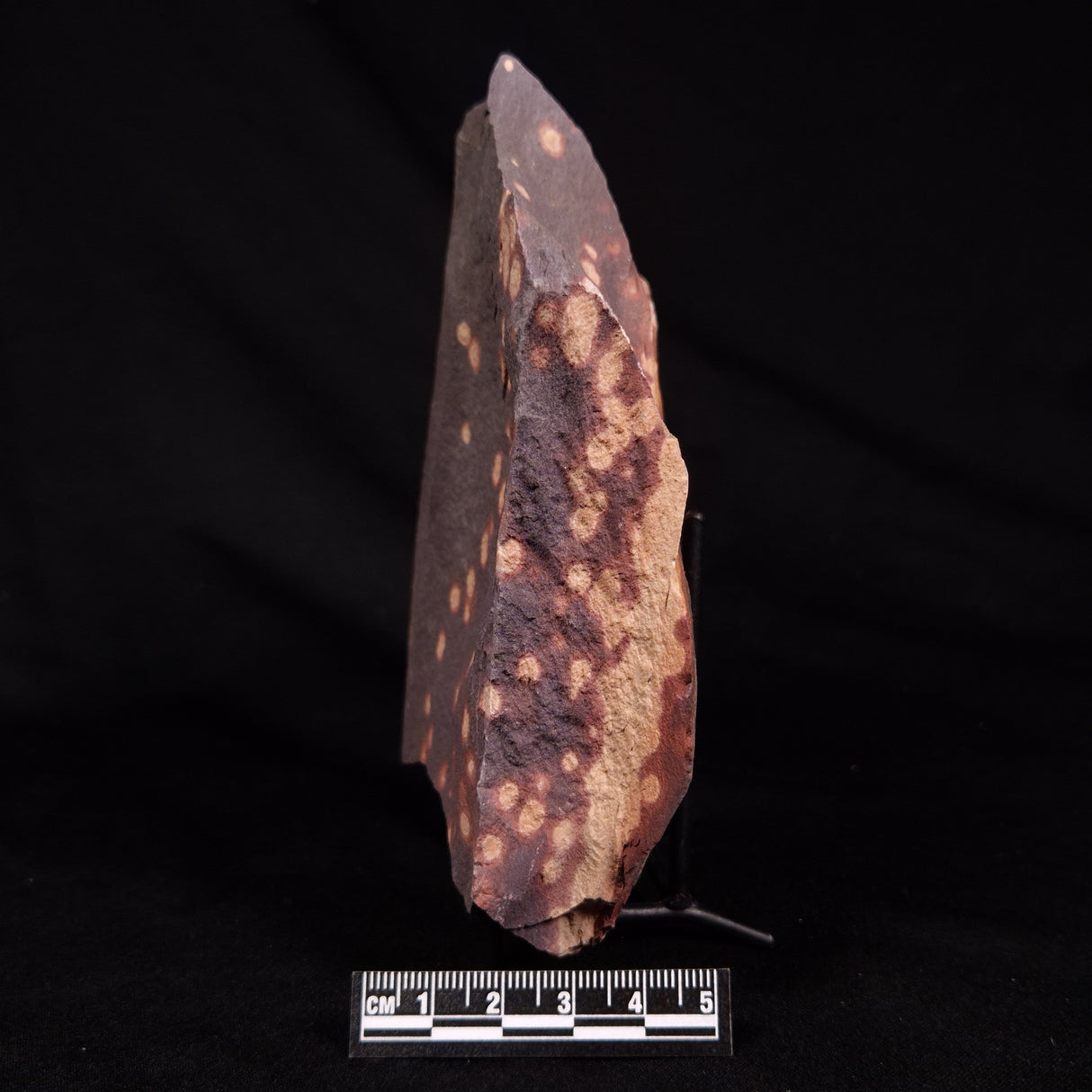 ASTRONOMITE, Australia XAS007