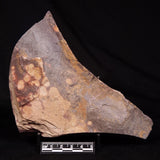 ASTRONOMITE, Australia XAS008