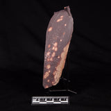 ASTRONOMITE, Australia XAS008