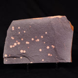 ASTRONOMITE, Australia XAS010