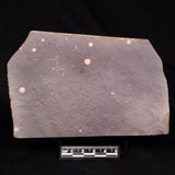 ASTRONOMITE, Australia XAS010