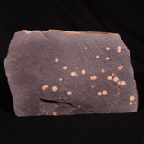 ASTRONOMITE, Australia XAS011