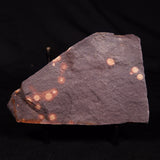 ASTRONOMITE, Australia XAS013