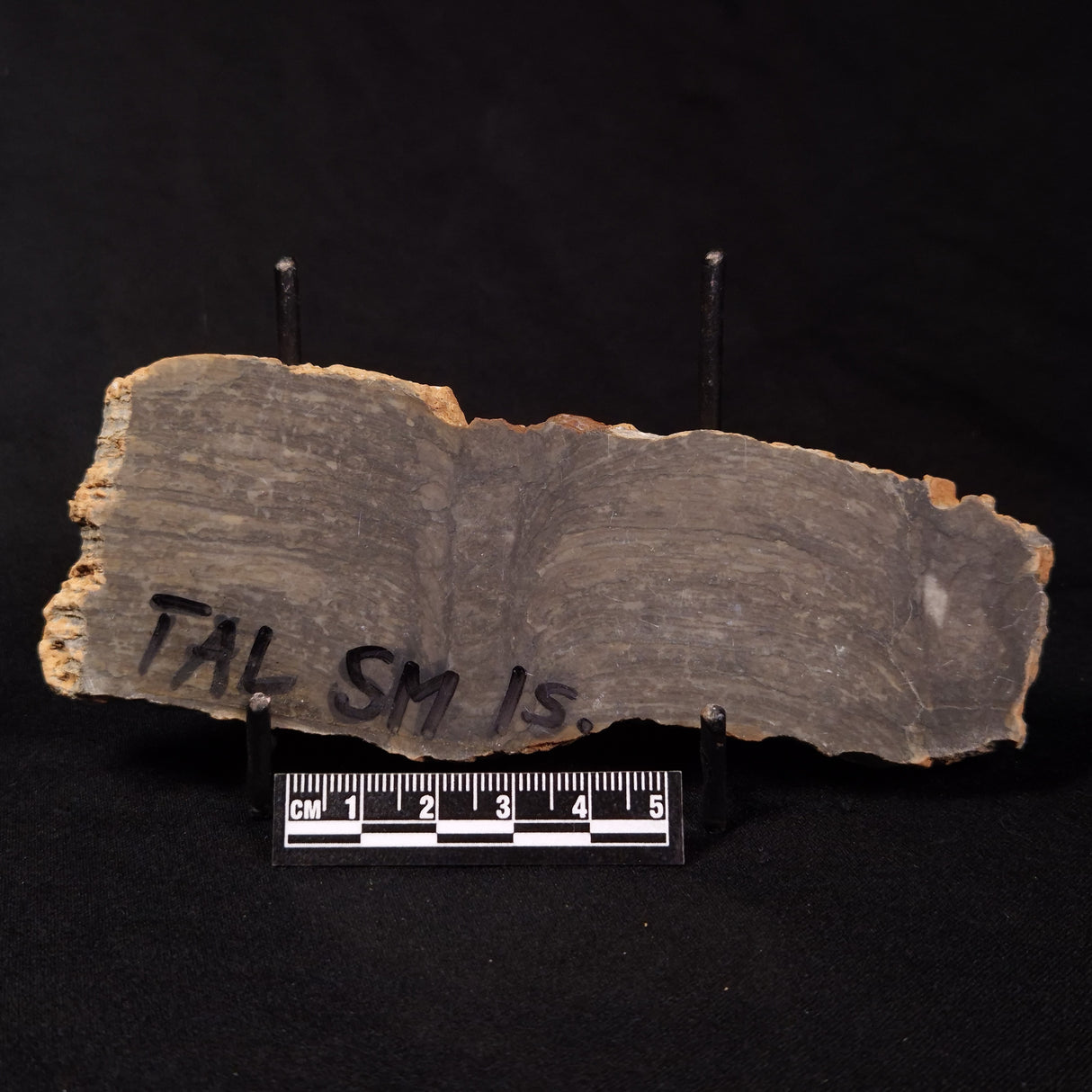 PLATELLA CF. ANASATA, Paleoproterozoic, Canada ZPS001