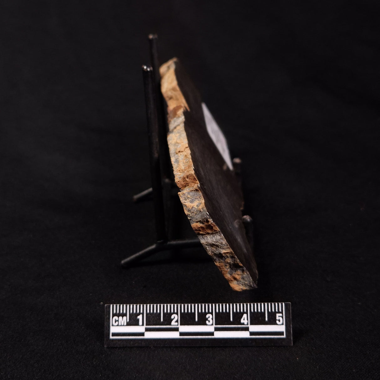 PLATELLA CF. ANASATA, Paleoproterozoic, Canada ZPS001
