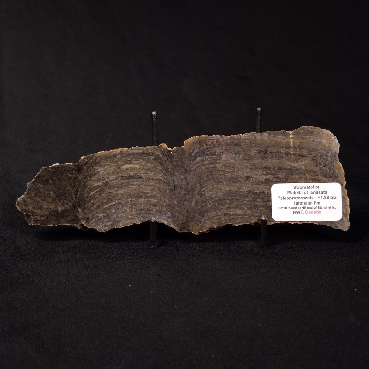 PLATELLA CF. ANASATA, Paleoproterozoic, Canada ZPS002
