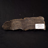 PLATELLA CF. ANASATA, Paleoproterozoic, Canada ZPS002