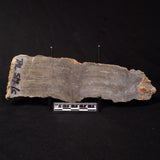 PLATELLA CF. ANASATA, Paleoproterozoic, Canada ZPS002