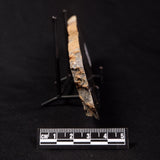 PLATELLA CF. ANASATA, Paleoproterozoic, Canada ZPS002