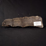 PLATELLA CF. ANASATA, Paleoproterozoic, Canada ZPS003