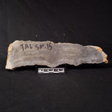 PLATELLA CF. ANASATA, Paleoproterozoic, Canada ZPS003