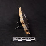 PLATELLA CF. ANASATA, Paleoproterozoic, Canada ZPS003