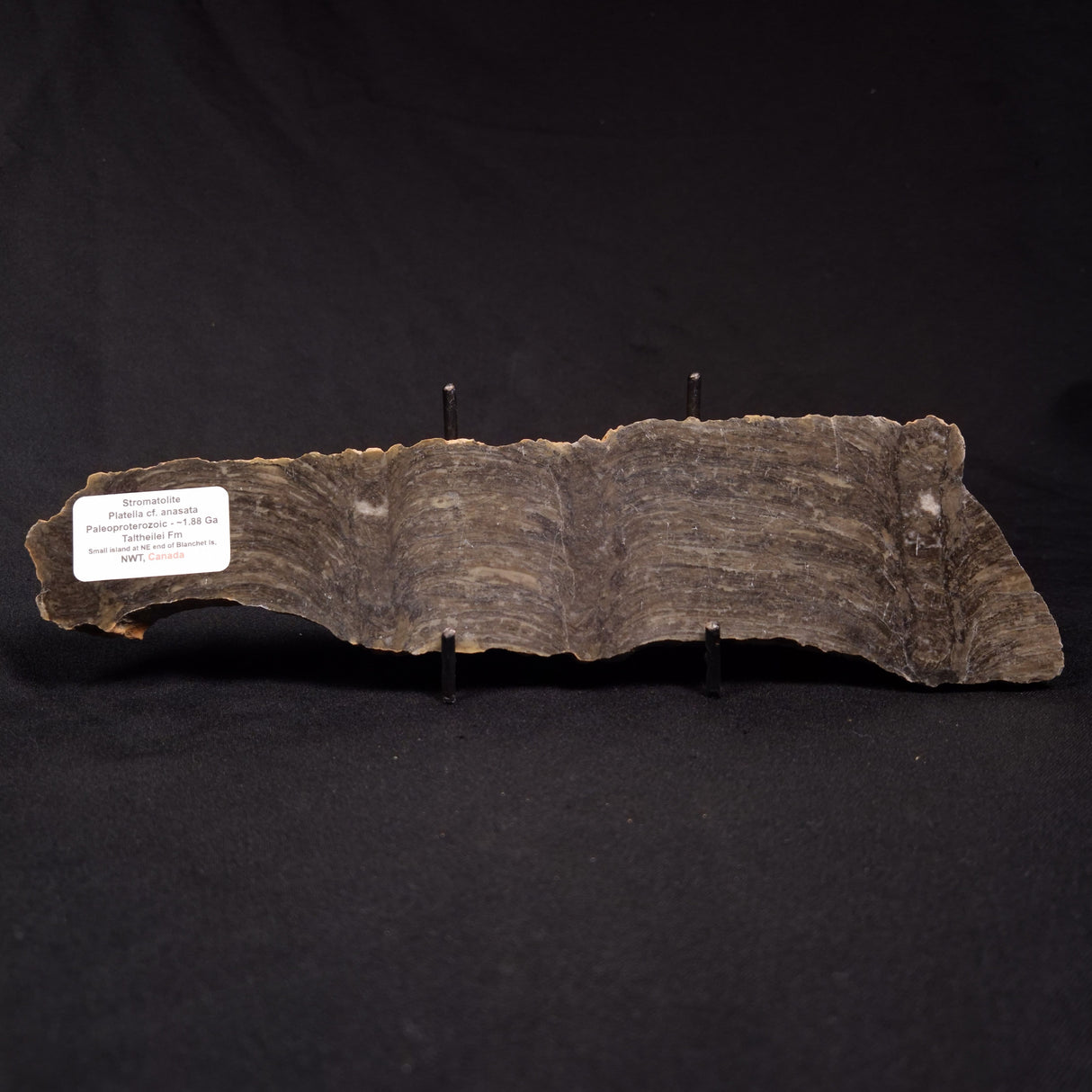 PLATELLA CF. ANASATA, Paleoproterozoic, Canada ZPS004
