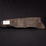 PLATELLA CF. ANASATA, Paleoproterozoic, Canada ZPS004