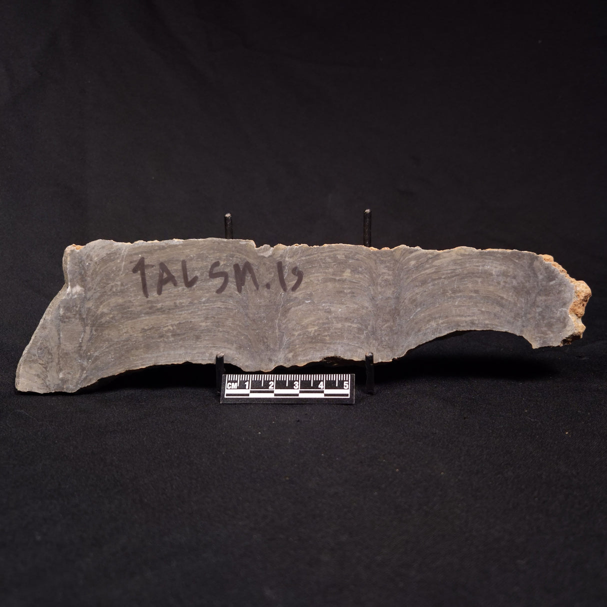 PLATELLA CF. ANASATA, Paleoproterozoic, Canada ZPS004