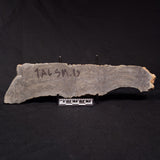 PLATELLA CF. ANASATA, Paleoproterozoic, Canada ZPS004