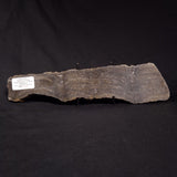 PLATELLA CF. ANASATA, Paleoproterozoic, Canada ZPS005