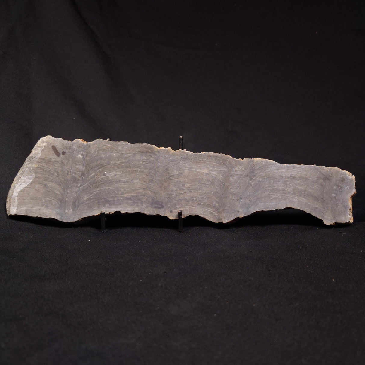 PLATELLA CF. ANASATA, Paleoproterozoic, Canada ZPS005