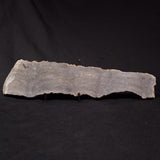 PLATELLA CF. ANASATA, Paleoproterozoic, Canada ZPS005