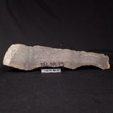 PLATELLA CF. ANASATA, Paleoproterozoic, Canada ZPS006