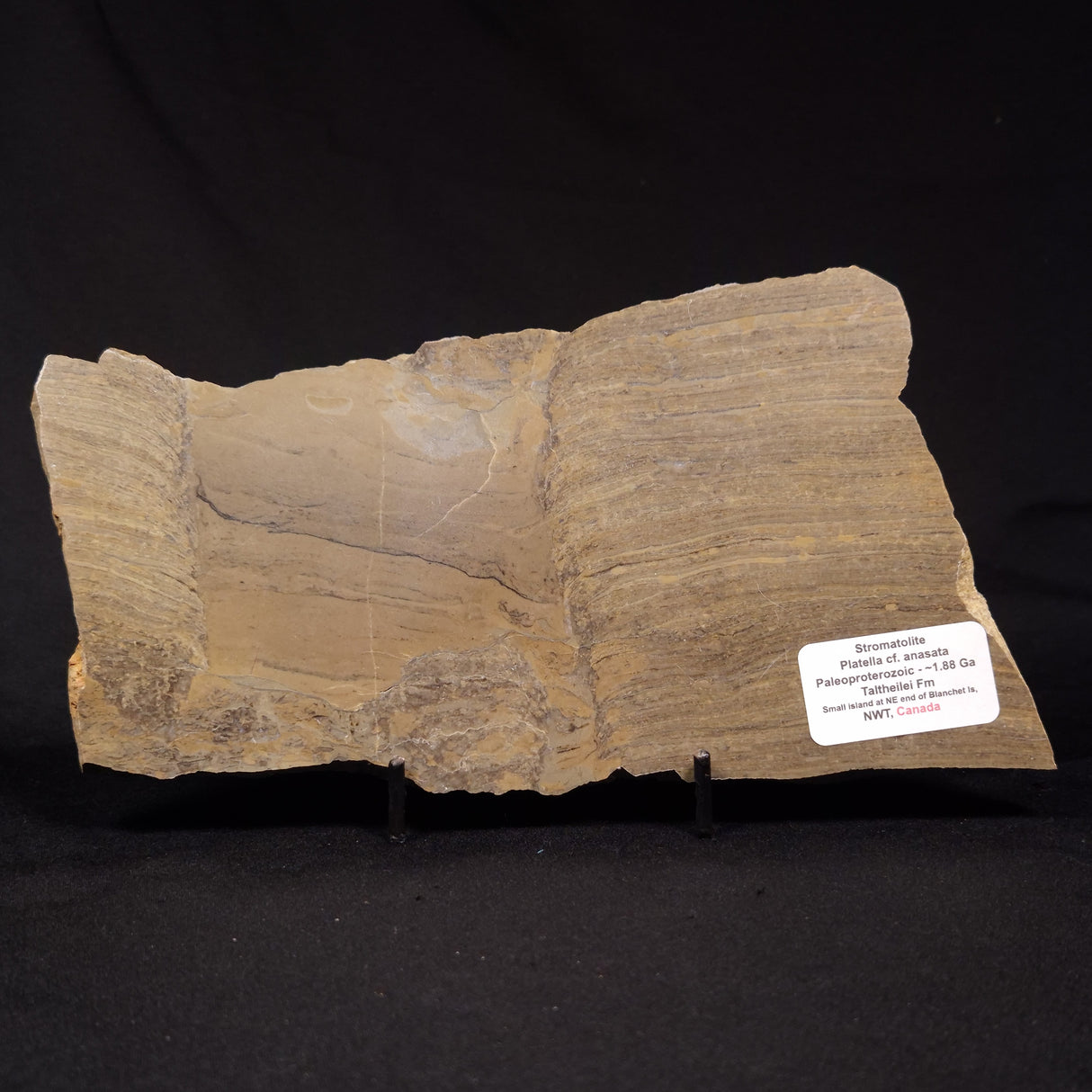 PLATELLA CF. ANASATA, Paleoproterozoic, Canada ZPS007