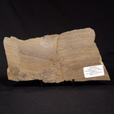 PLATELLA CF. ANASATA, Paleoproterozoic, Canada ZPS007