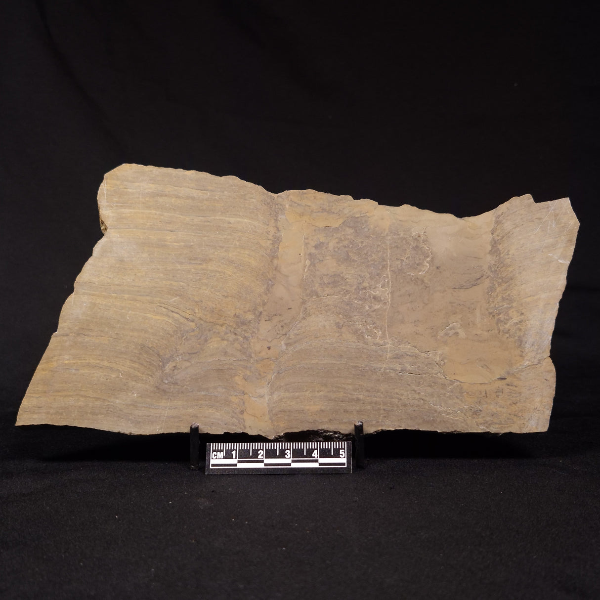 PLATELLA CF. ANASATA, Paleoproterozoic, Canada ZPS007