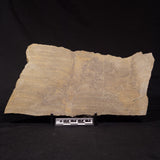 PLATELLA CF. ANASATA, Paleoproterozoic, Canada ZPS007