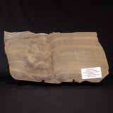 PLATELLA CF. ANASATA, Paleoproterozoic, Canada ZPS008