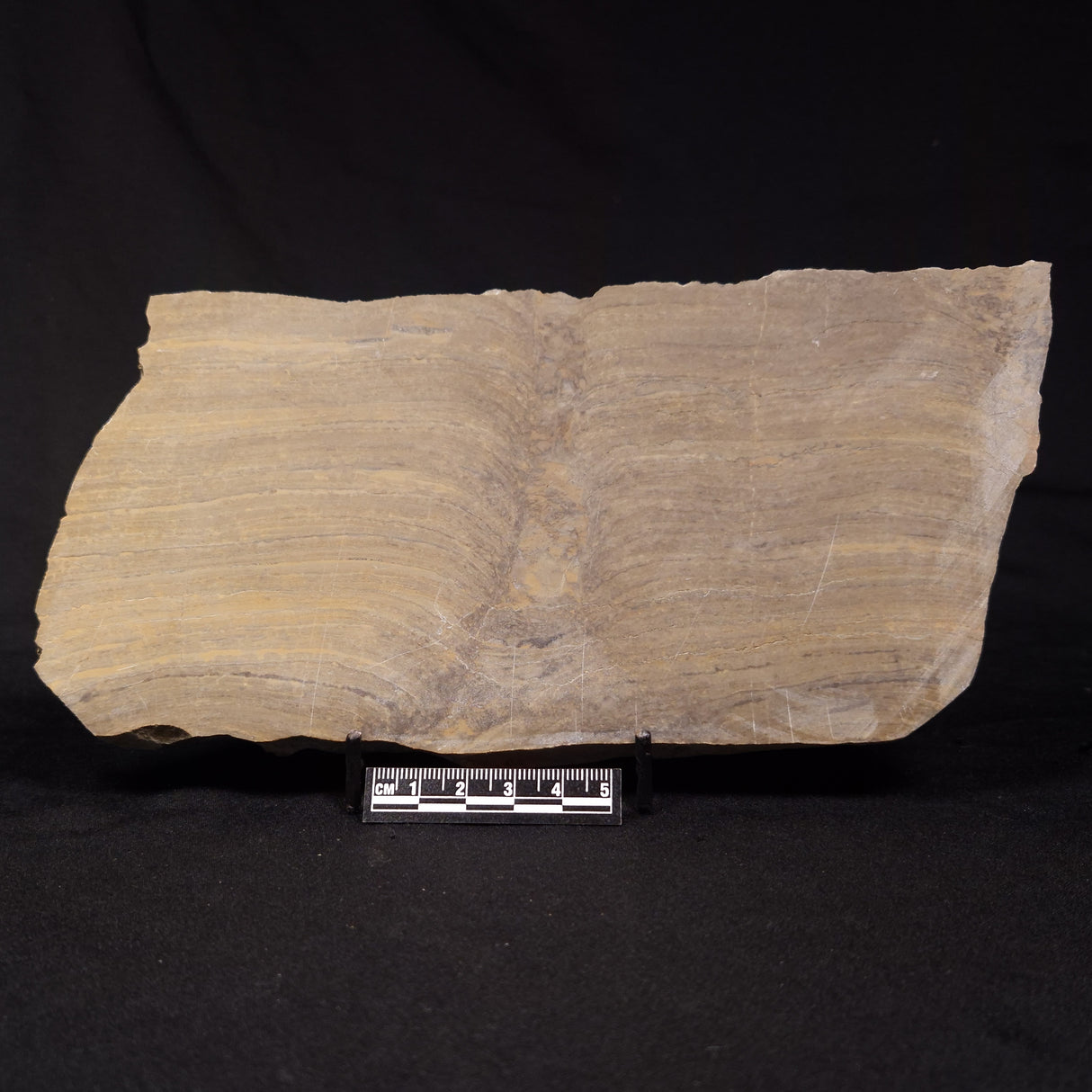 PLATELLA CF. ANASATA, Paleoproterozoic, Canada ZPS008