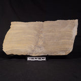 PLATELLA CF. ANASATA, Paleoproterozoic, Canada ZPS008