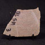 PLATELLA CF. ANASATA, Paleoproterozoic, Canada ZPS009