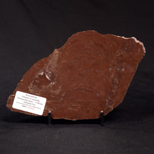 Stromatolite - Canada