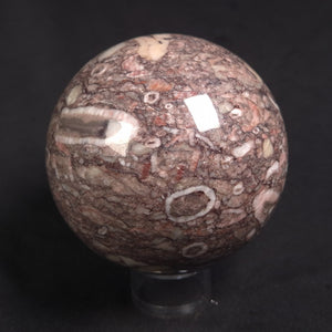 Crinoids