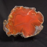 POLISHED AGATE, Agate Creek, Australia YAC027